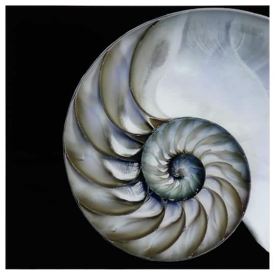 Empire Art Direct 36" x 36" Pearly Nautilus Free Floating Tempered Glass Wall Art